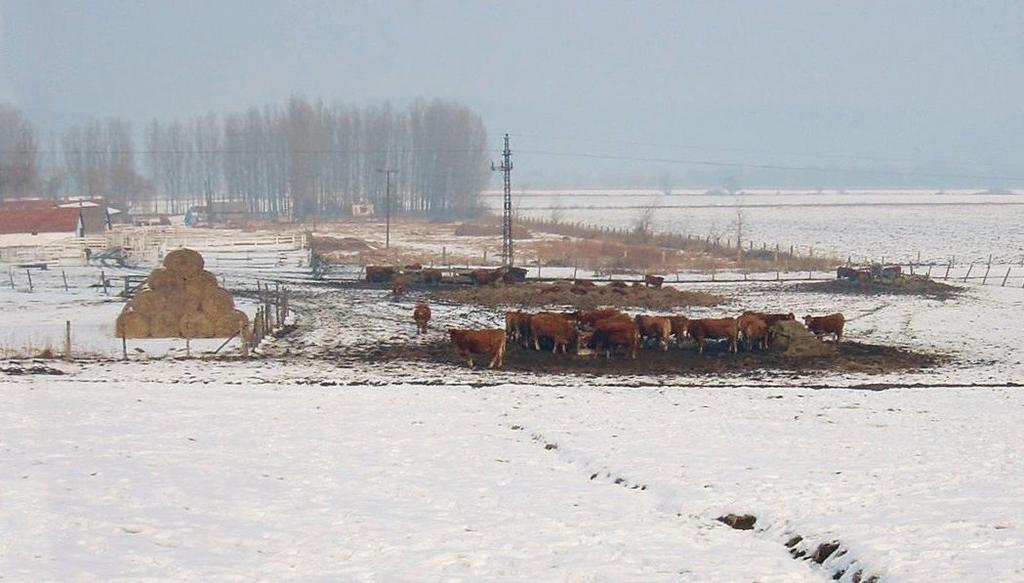 válogató-kezelő rendszer. A növendékek, amikor anyjuk már nem szoptatja őket, együtt maradnak a nyájban az eladásig, majd 270 280 kilogrammos élősúlyban általában továbbtenyésztésre értékesítik őket.