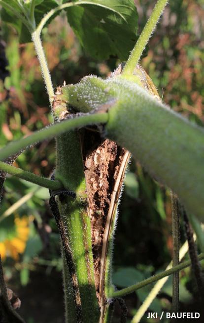 int/quarantine/ Alert_List/insects/strauzia_longipennis.htm n Allen WR, Westdal PH, Barrett CF, Askew WL (1954): Control of the sunflower maggot, Strauzia longipennis (Wied.