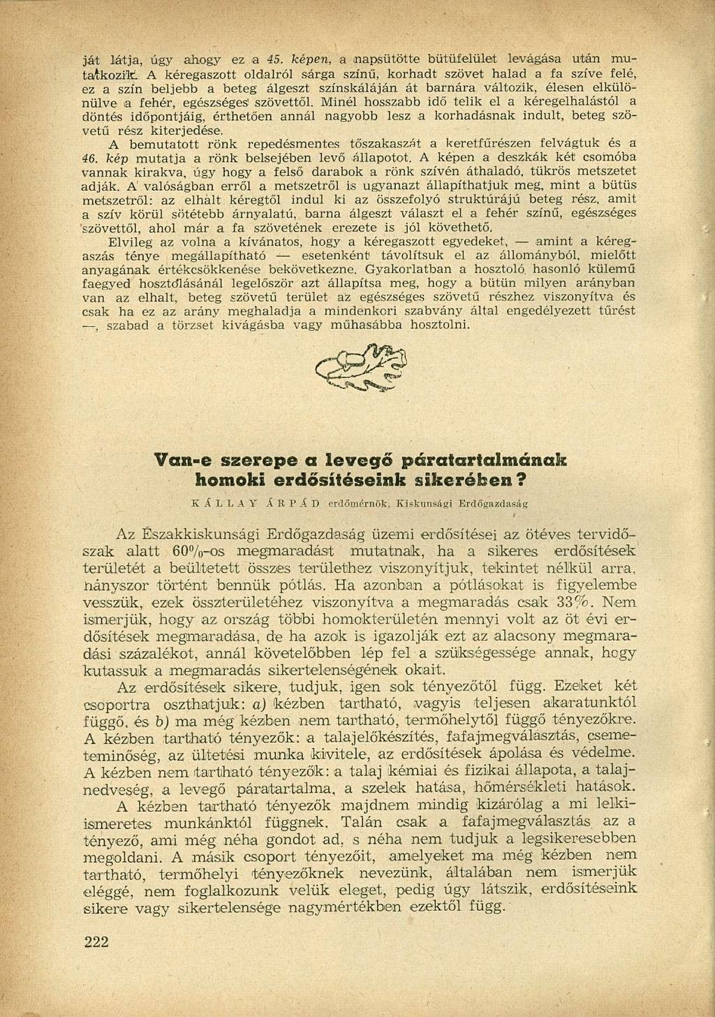 ját látja, úgy ahogy ez a 45. képen, a napsütötte bütüfelület levágása után mutatkozik.