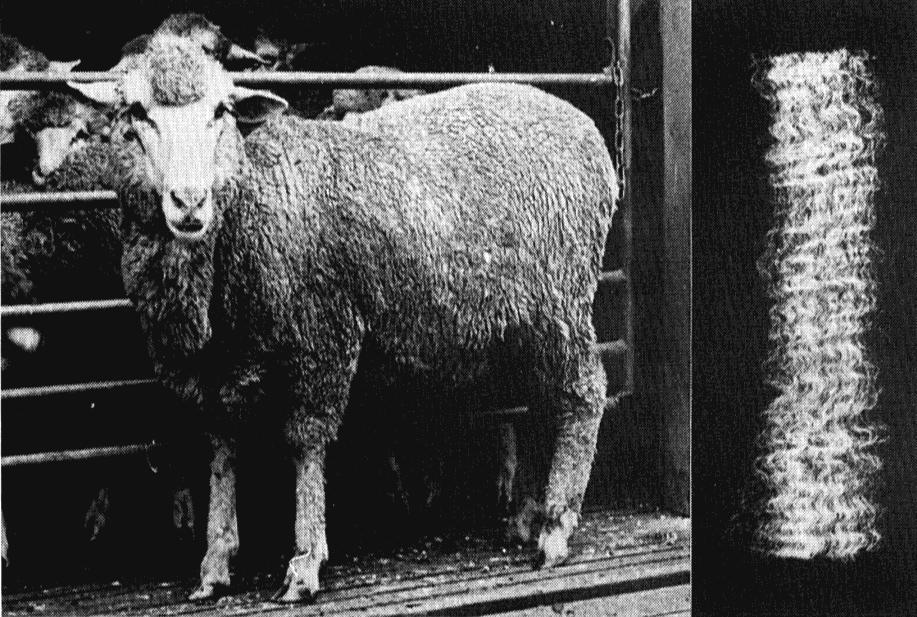TRANSZGENIKUS BIRKA A GYAPJÚ ÖSSZETÉTEL MEGVÁLTOZTATÁSA Egy bizonyos keratin gén (MK2.