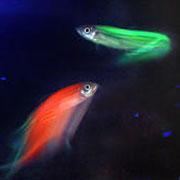 glikoproteint GloFish világító halak