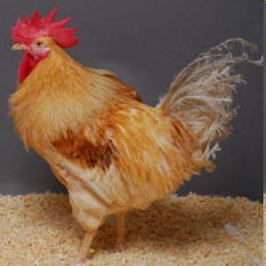Állategészségügy Transzgénikus baromfi, mely nem képes a madárinfluenzát A(H5N1) továbbadni Olyan rövid speciális RNS molekulát (shrns-sirns) termel, mely