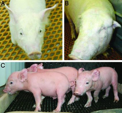 Xenotranszplantáció Állatból emberbe történő szervátültetés Probléma: azonnali kilökődés A kilökődés kiváltója egy sejtfelszíni cukor-oldallánc mely nincs meg az