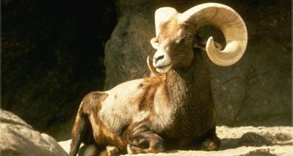 juh Banteng 2003
