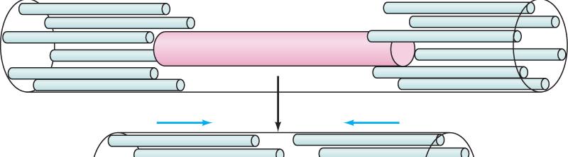 Csúszófilamentum elmélet A-csík változatlan, míg az I-csík rövidül Nem változik sem az aktin, sem a miozin filamentumok hossza H.E.