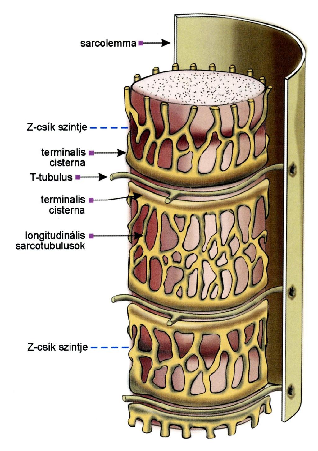SARCOPLASMÁS S RETICULUM ÉS