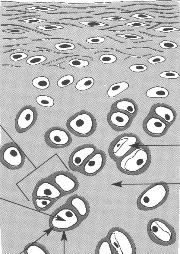 Hyalinporc általános felépítése perichondrium chondron chondrocyta/ porcsejt lacuna