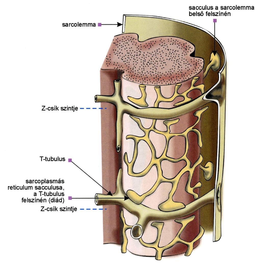 A SARCOPLASMÁS RETICULUM ÉS S A