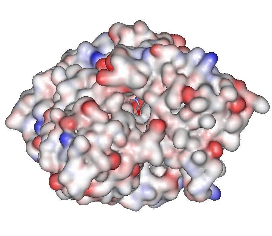 Üregek megjelenítése ligandumok A fehérje üregein belül is számítható az elektrosztatikus potenciál: Pl.