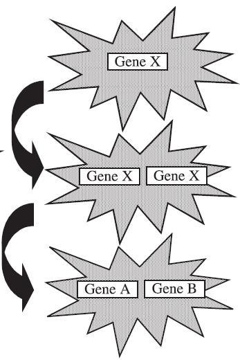 Térszerkezet funkció előrejelzés problémái Ortológia: Az X gén funkciója megmarad, miután a szervezet két fajra vált szét.