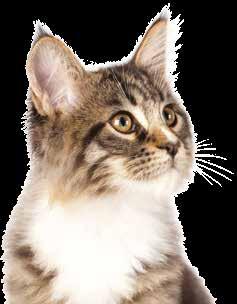 Neutered Male Cat 400g - Vet Life Cat Neutered