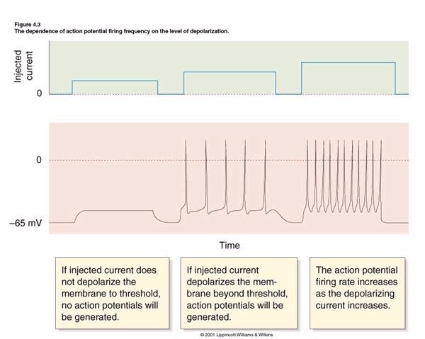 fájdalomérzékelők - fogfájás) Az információ továbbítása a receptorról a ra / axonra Szekunder receptor szinapszis axon receptorpotenciál neurotranszmitter?