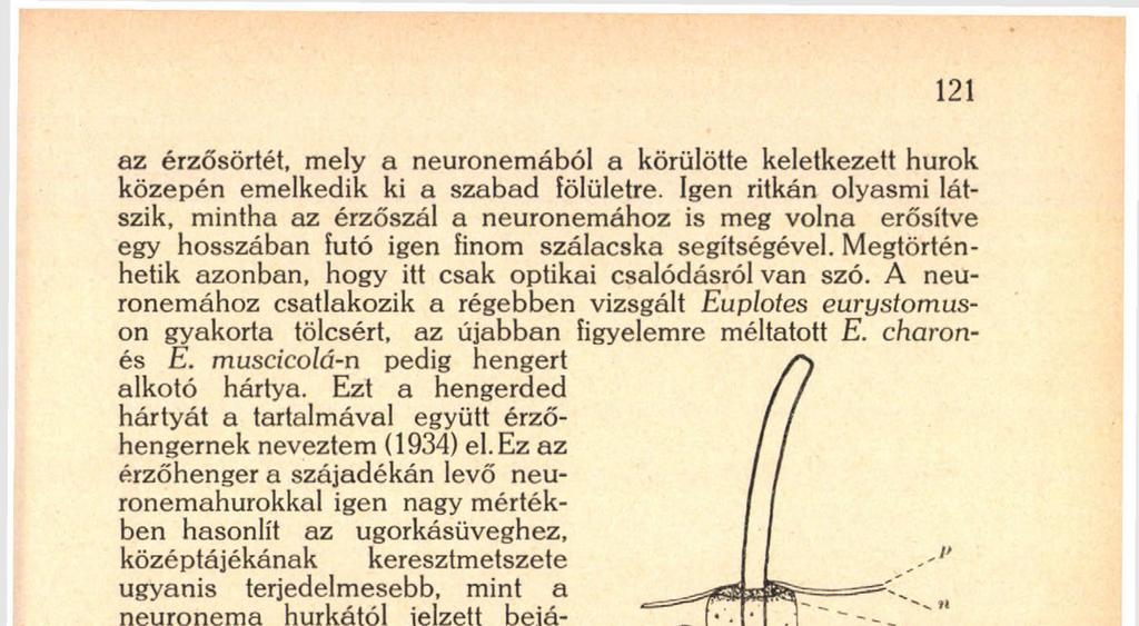 Megtörténhetik azonban, hogy itt csak optikai csalódásról van szó. A neuronemához csatlakozik a régebben vizsgált Euplotes eurystomuson gyakorta tölcsért, az újabban figyelemre méltatott E.