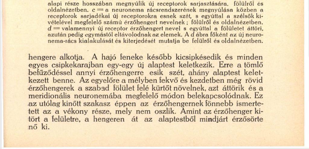 123 Viszont kiderült az is, hogy ott, ahol már van érzőelem, nevezetesen a hátoldal meridionális sörtesorai esetén, az újak mindig a régiek oszlásából kerülnek elő. Az oszlás menetét a 3.