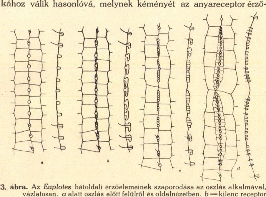 és oldalnézetben. d = valamennyi új receptor érzőhengert nevel s egyúttal a fölületet áttöri, azután pedig egymástól eltávolodnak az elemek.