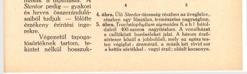125 Tapintósörték: [tangoreceptorok. A búvárok a Ciliaták világában voltaképpen minden érzősörtét tapintósörtének neveznek.