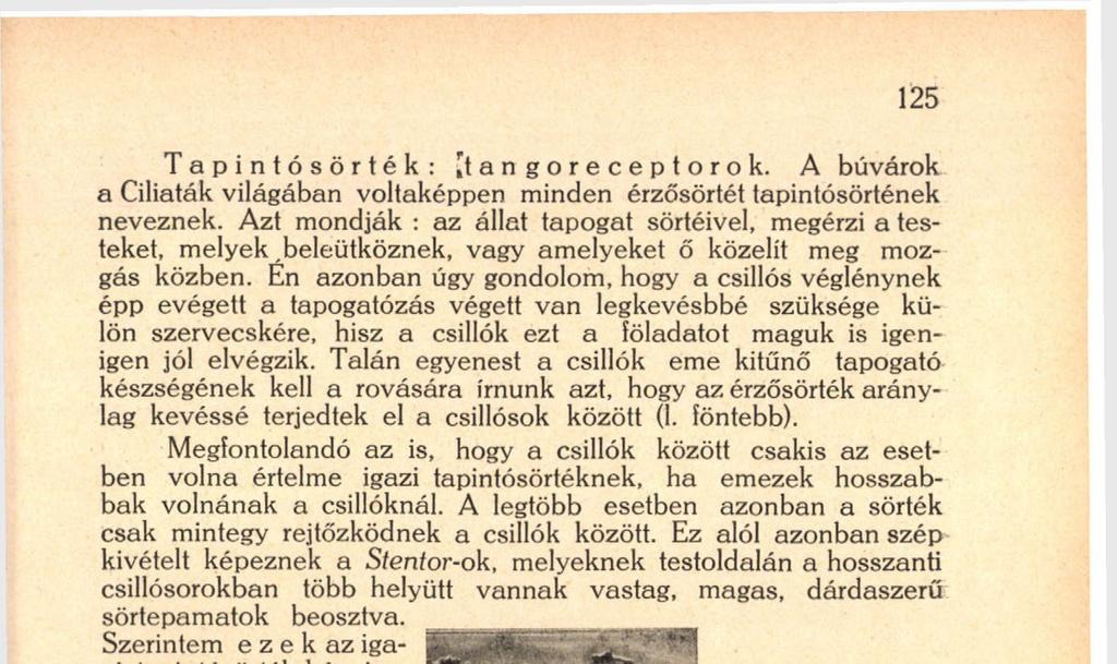 V' ' zi tapintosortek képviselői, mert ezek a csillóknál hosszabbak.