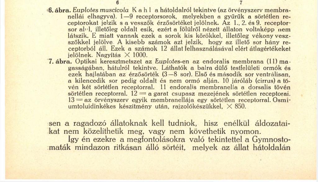126 ra, mindazokat az érző elemeket, melyek mozoganak és egyben kopasz mezőkön ülnek. Ilyeneket a St. coeruleus peristomalis korongján láttam.