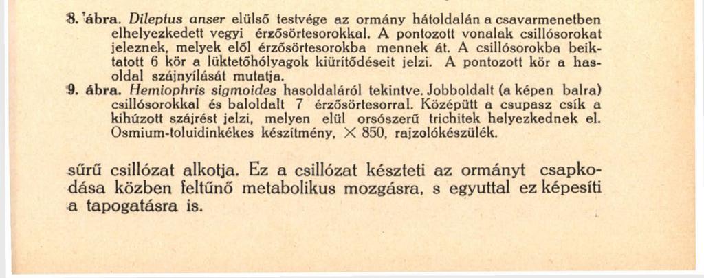 129 A legérdekesebb képet a vegyi érzősörték és a sörtesorok kialakulásáról a Dileptus nyújtja (8. ábra).