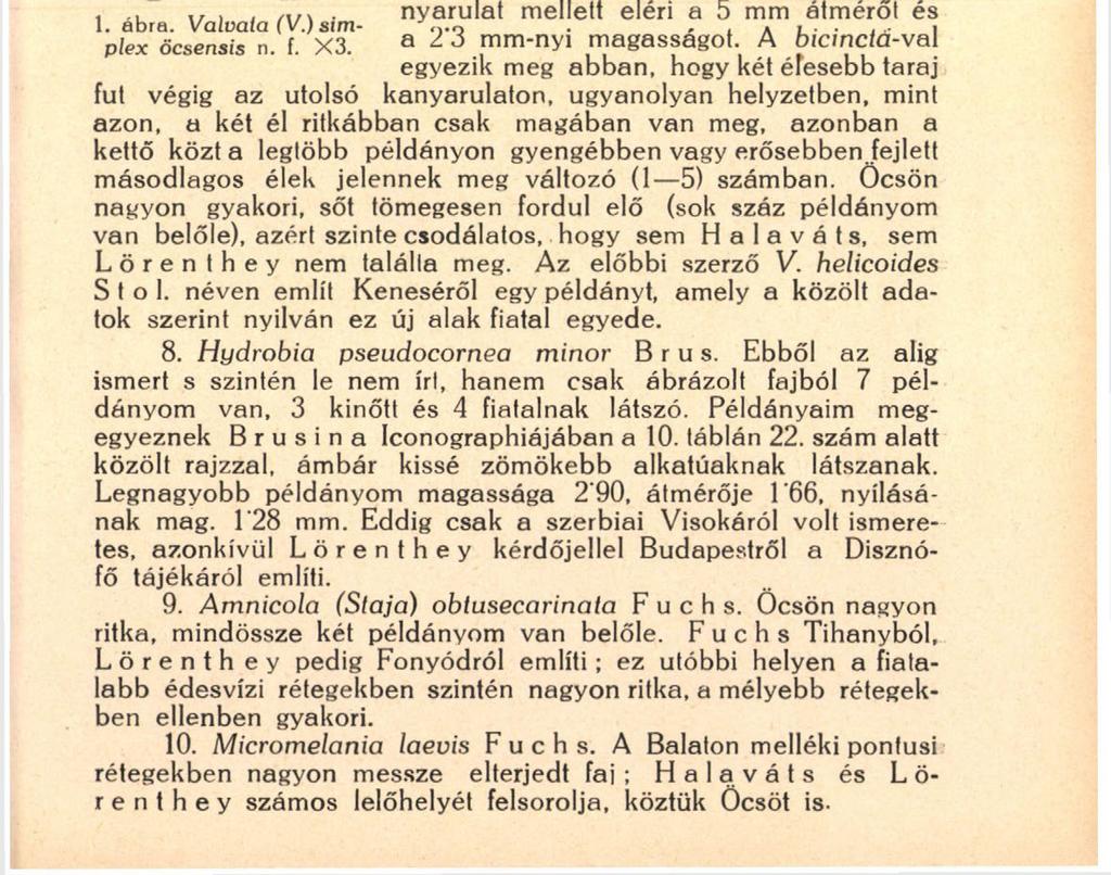 189 ' ányzó mintegy 2 kanyarulat valószínű nagyságát, kb. a Fuchs által megadott maximális méretet kapjuk. 6. Valvata (Borysthenia) obtusaeformis L ö r e n I.