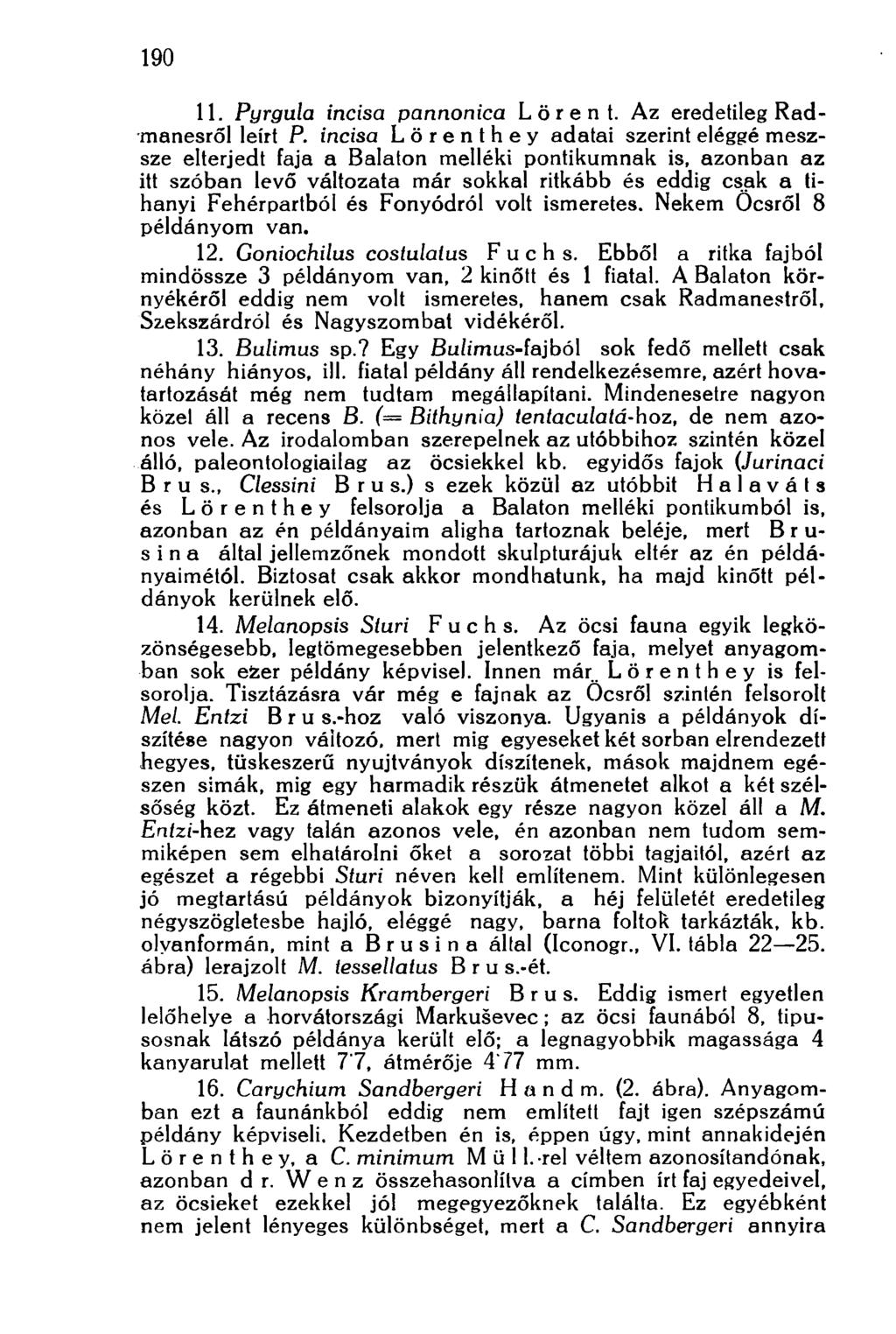 190 11. Pyrgula incisa pannonica L ö r e n t. Az eredetileg Radmanesről leírt P.