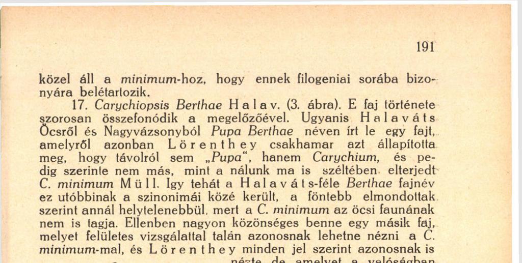 H a 1 a v á t s Pupa Berthae" elnevezése erre vonatkozik, mert bár valószínűnek látszik, hogy faját ő is összekeverte a minimum-ma], mégis bizonyos, hogy lerajzolni nem ez utóbbit rajzolta 2. ábra.