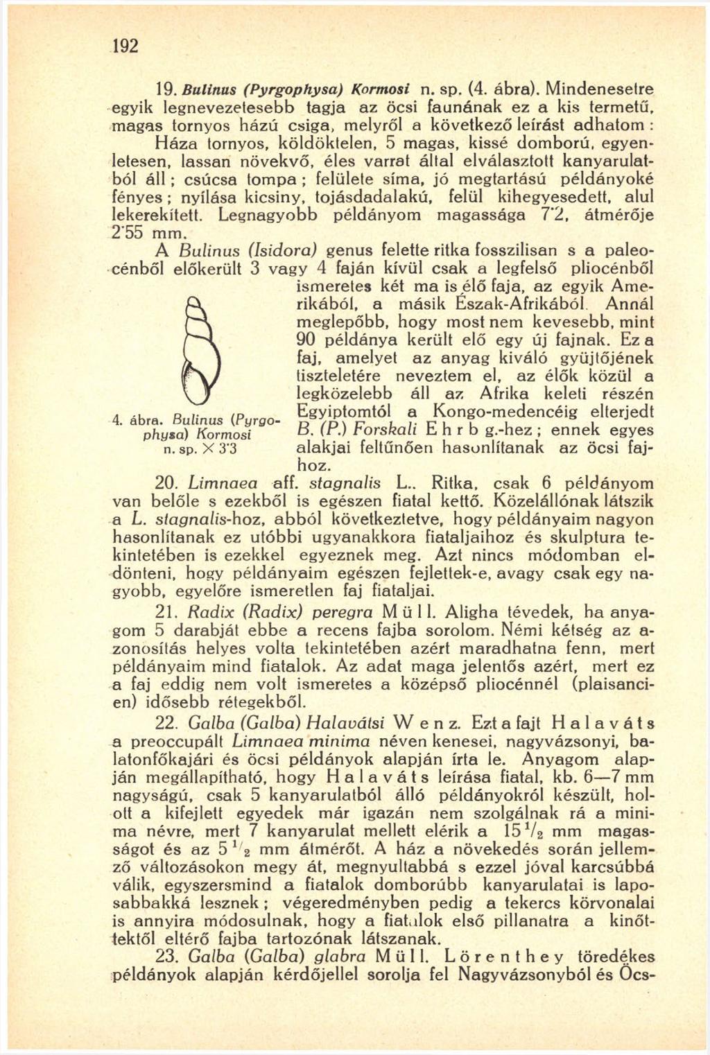 192 19. Bulinus (Pyrgophysa) Kormosi n. sp. (4. ábra).