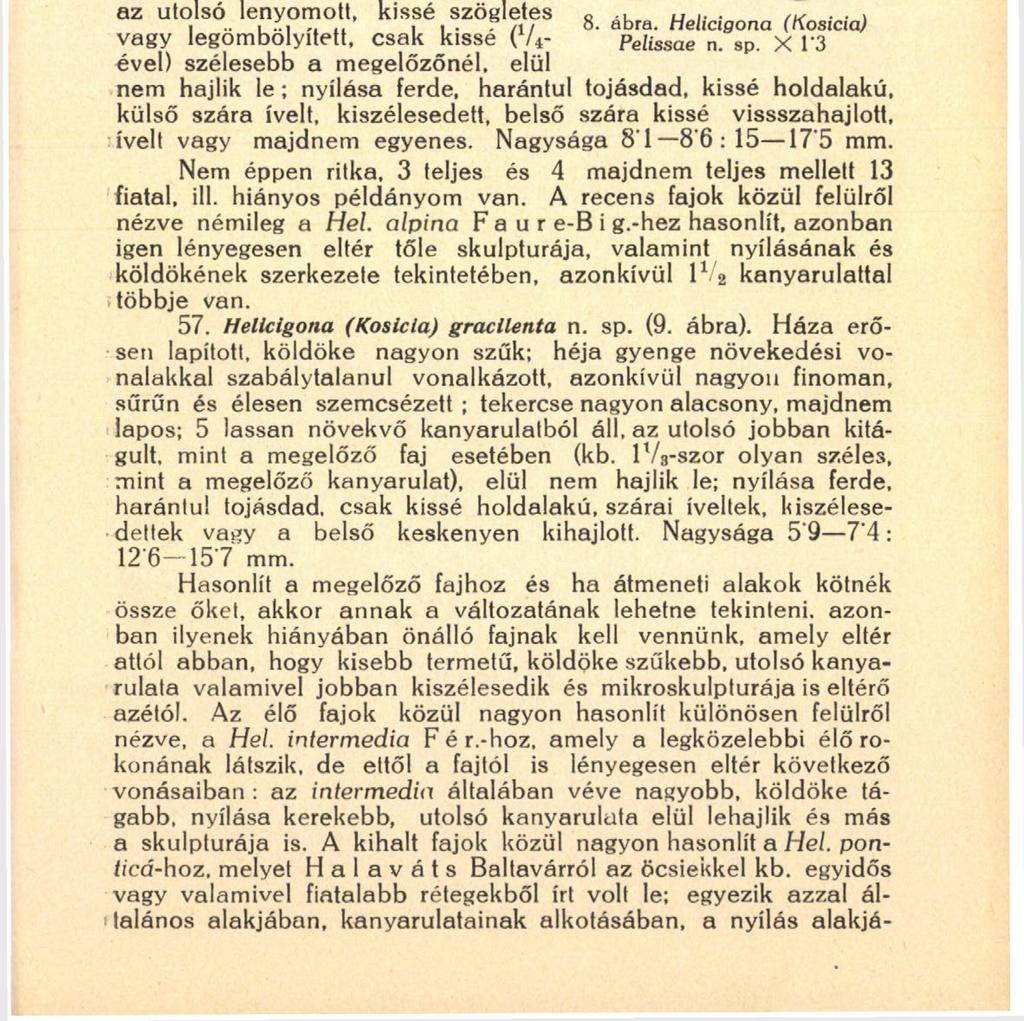 199 V 2 -el több kanyarulata van, pereme nem türemlett ki annyira s felülete nem szömölcsös. Pontos leírását és elnevezését akkorra kell hagynom, mikor épebb példányai kerülnek elő. 56.