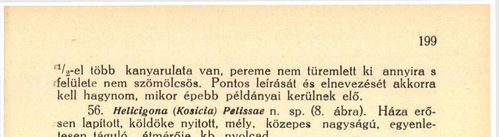 egyenes. Nagysága 8" 1 8"6 : 15 17'5 mm. Nem éppen ritka, 3 teljes és 4 majdnem teljes mellett 13 fiatal, ill. hiányos példányom van. A recens fajok közül felülről nézve némileg a Hel.