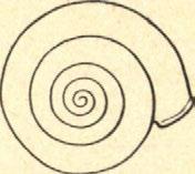 Helicigona (Kosicia) gracilenta n. sp. (9. ábra).