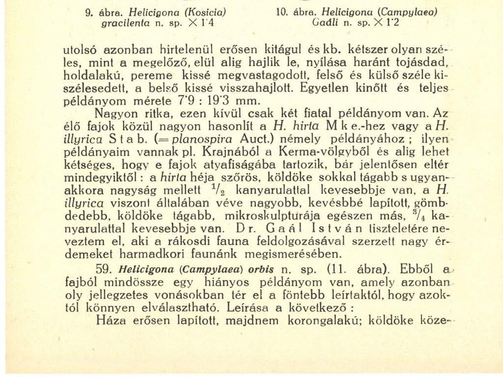 200 ban, de eltér tőle skulpturájában, köldöke szerkezetében és nagyságéban, mert a H. pontica valamivel nagyobb, köldöke pedig nem nyitott. A föntebb elmondottak értelmében a H.