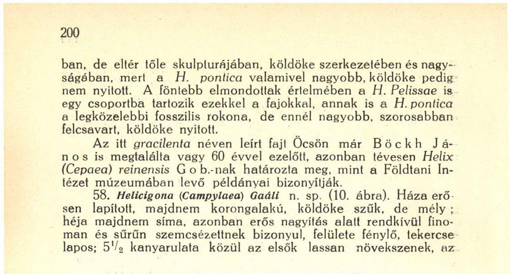 kétszer olyan széles, mint a megelőző, elül alig hajlik le, nyílása haránt tojásdad, holdalakú, pereme kissé megvastagodott, felső és külső széle kiszélesedett, a belső kissé visszahajlott.