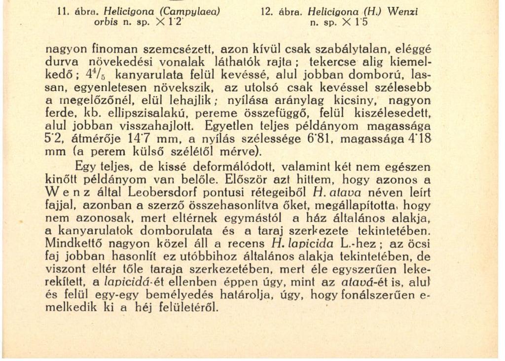 201 pes nagyságú, mély ; finoman és meglehetősen szabályosan vonalkázott s nagyító alatt látható, hogy felületét apró, szabályosan elrendeződött szemölcsök fedik, bizonyítva, hogy a héj friss