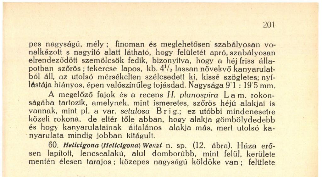 X 1'5 nagyon finoman szemcsézett, azon kívül csak szabálytalan, eléggé durva növekedési vonalak láthatók rajta ; tekercse alig kiemelkedő ; 4 4 / 5 kanyarulata felül kevéssé, alul jobban domború,