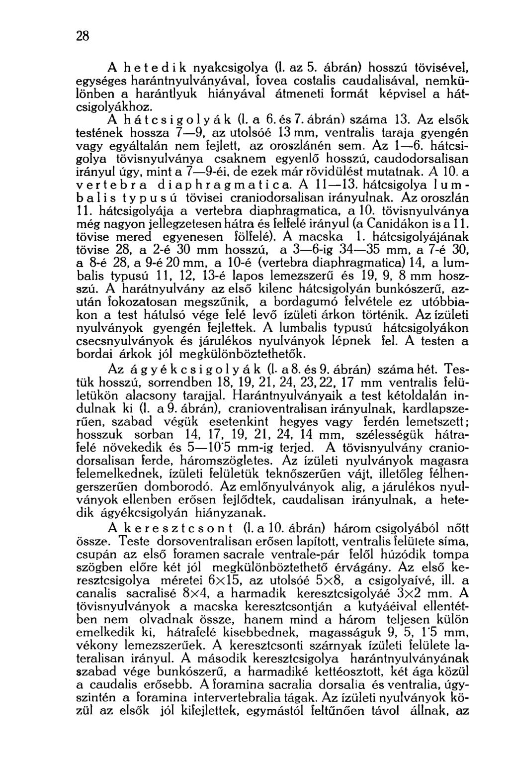 28 A hetedik nyakcsigolya (1. az 5. ábrán) hosszú tövisével, egységes harántnyulványával, fovea costalis caudalisával, nemkülönben a harántlyuk hiányával átmeneti formát képvisel a hátcsigolyákhoz.
