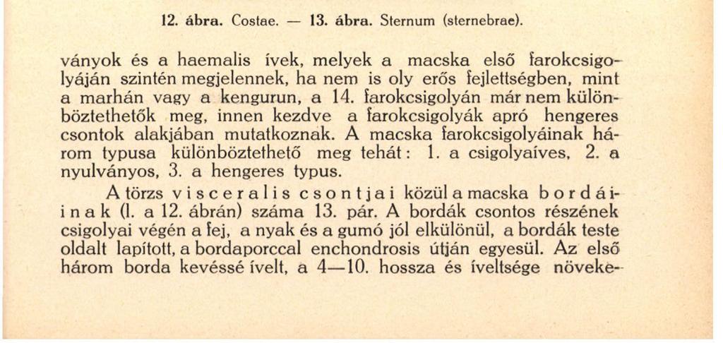 utolsók is jól elkülönülnek, a közbenesök csökevényesek.
