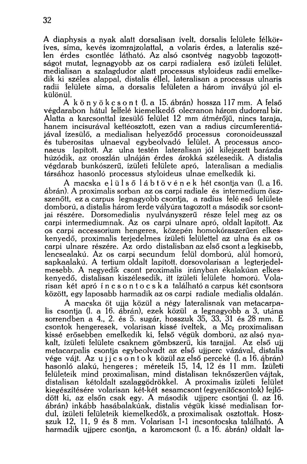 32 A diaphysis a nyak alatt dorsalisan ívelt, dorsalis felülete félköríves, sima, kevés izomrajzolattal, a volaris érdes, a lateralis szélen érdes csontléc látható.