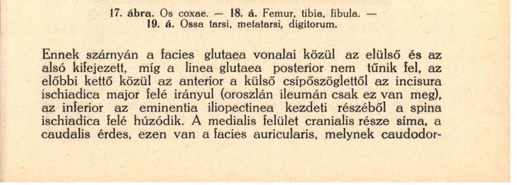 pított, proximalisan ízületi felülettel és íntapadási dudorokkal; a karom tövének befogadására