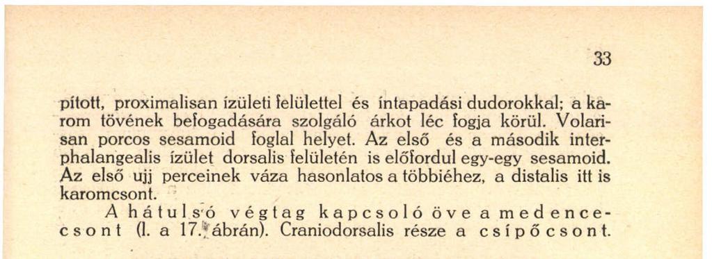 Ennek szárnyán a facies glutaea vonalai közül az elülső és az alsó kifejezett, míg a linea glutaea