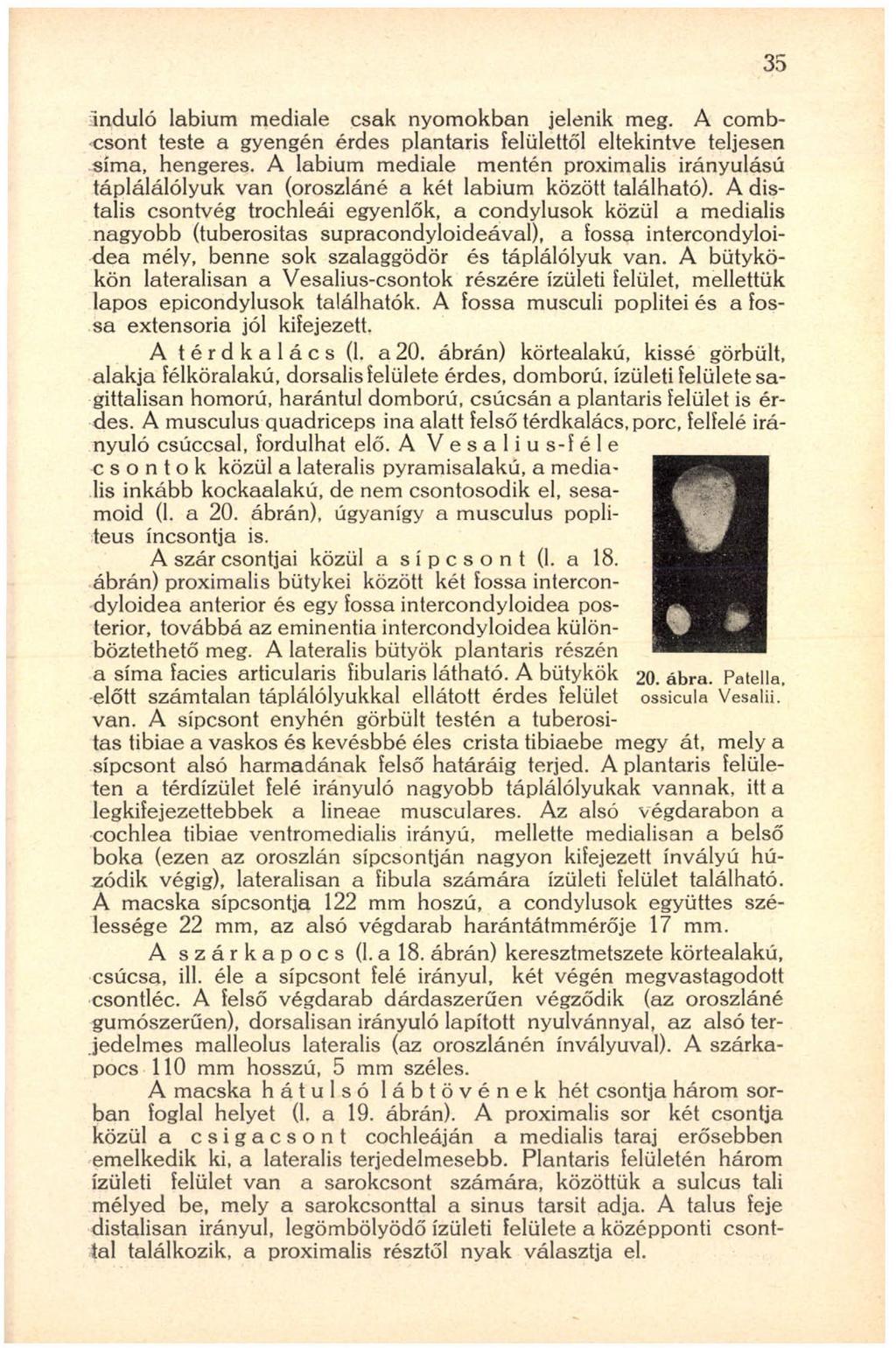 induló labium mediale csak nyomokban jelenik meg. A combcsont teste a gyengén érdes plantaris felülettől eltekintve teljesen sima, hengeres.