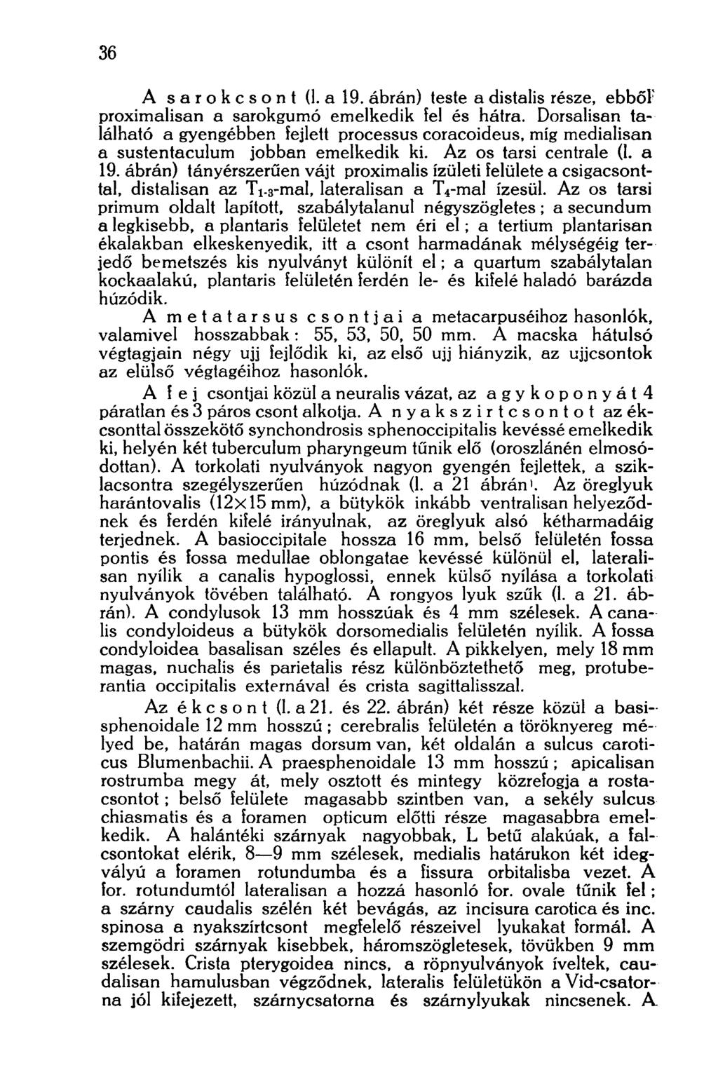 36 A sarokcsont (1. a 19. ábrán) teste a distalis része, ebből proximalisan a sarokgumó emelkedik fel és hátra.