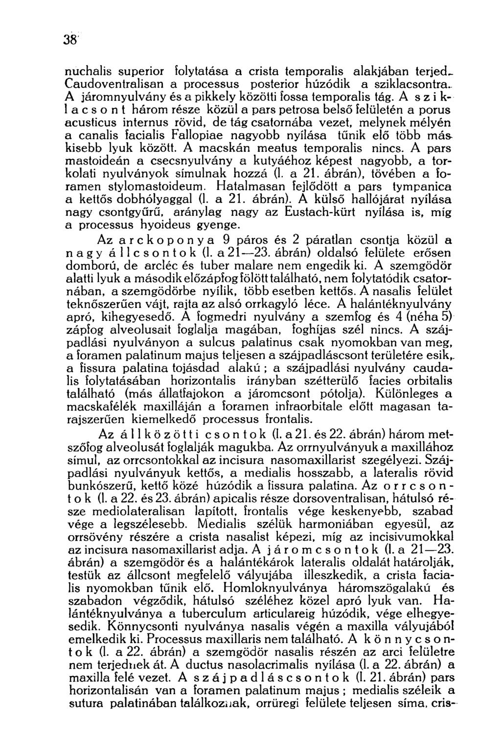 38 nuchalis superior folytatása a crista temporalis alakjában terjed.. Caudoventralisan a processus posterior húzódik a sziklacsontra. A járomnyulvány és a pikkely közötti fossa temporalis tág.