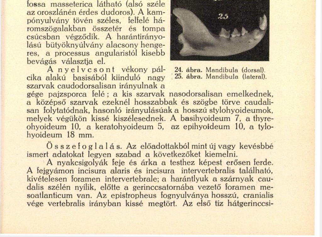 ta nasalis ventralis nem emelkedik ki. Hátulsó széle a hortyogókat határolja.