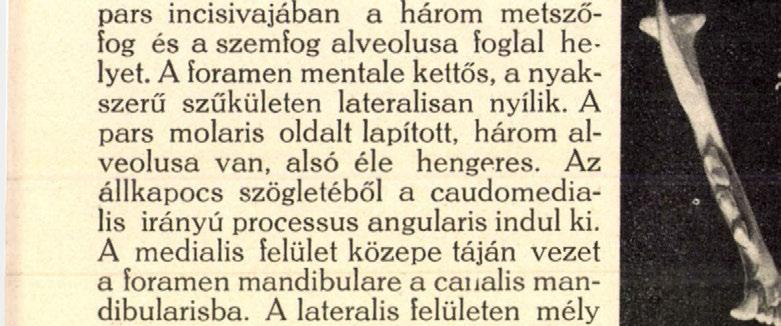 ábrán) vájt szondához hasonló, szárnyai az orrsövény számára barázdát alkotnak, aboralisan vízszintesen szétterülnek, közöttük itt mély incisure van. Az állkapocs (1. 24. és 25.