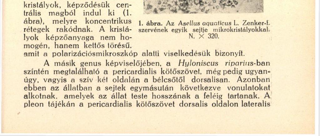 Poghossia n-nak (13) azt a véleményét, hogy a pericardialis kötőszövet egészen a fejig terjed, melszetsorozataim alapján nem erősíthetem meg, már csak azért sem, mert amint említettem, ez a