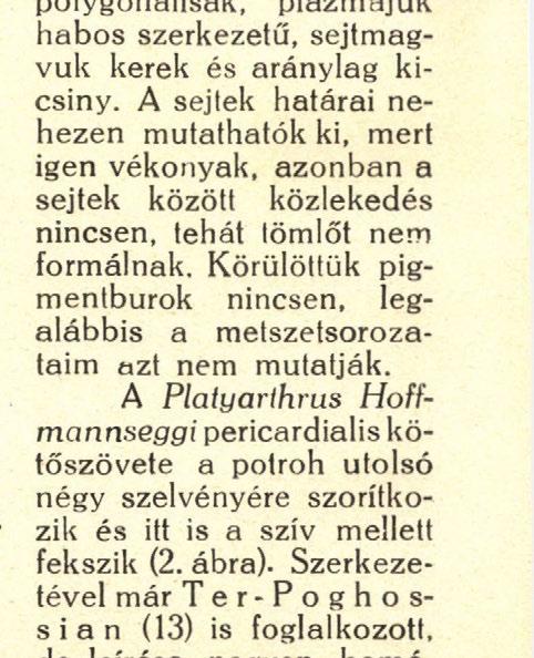 Ezeket a kötőszöveti sejteket is az előbb említett mikrokristályok töltik meg.