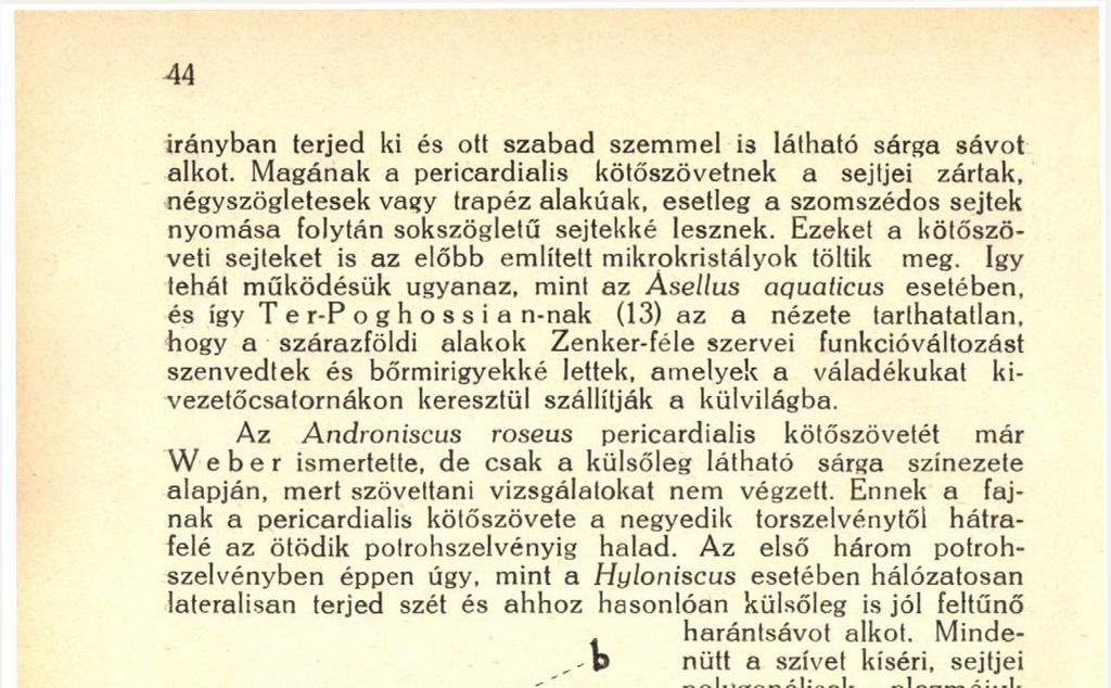 Ennek a fajnak a pericardialis kötőszövete a negyedik torszelvénytől hátrafelé az ötödik potrohszelvényig halad.