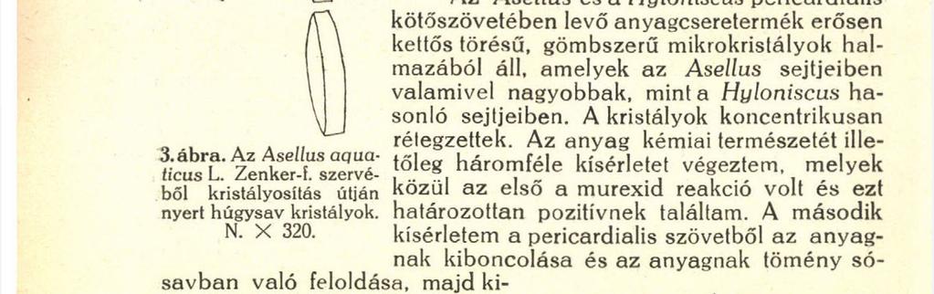 Asellus sejtjeiben valamivel nagyobbak, mint a Hyloniscus hasonló sejtjeiben. A kristályok koncentrikusan rétegzettek.