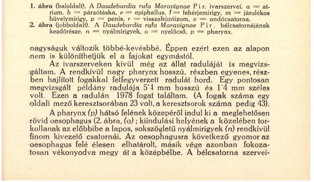 phallus között éles határt vonni nem volt lehetséges, viszont élesen elválik a prostatától a meglehetősen