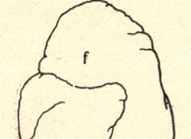 bélcsatornéjának kezdőrésze, n = nyál mirigyek, о = nyelőcső, p = pharynx. nagyságuk változik többé-kevésbbé.